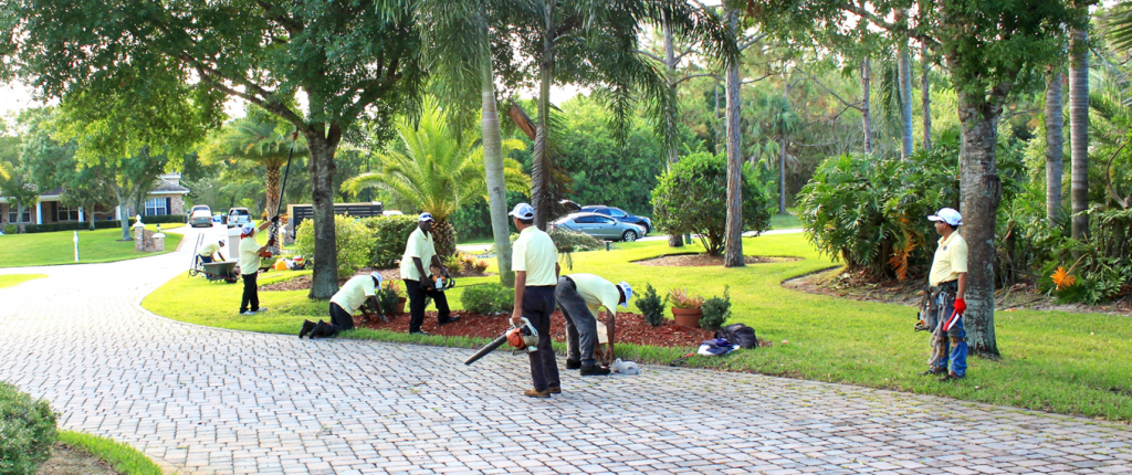Home - Tree Trimmers USA